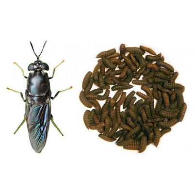 Big Fruit BSFly Large (Flightless) FOR Amphibians Frogs Chameleons Inverts - Image 3