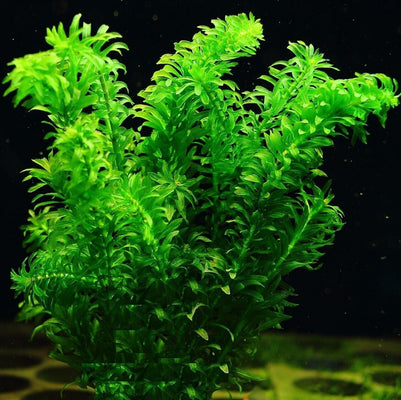 Elodea Densa Oxygenating Pond Water Aquarium Live Plants Egeria - Image 2