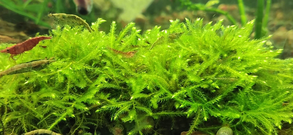 Java Moss Attached to bog wood Carpeting Live Aquarium Plants for SRIMPS - Image 3