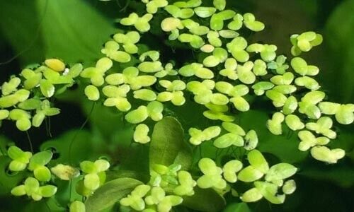 2500 Duckweed Pond Live Aquarium Floating Plants Tropical Shrimp Fish - Image 2