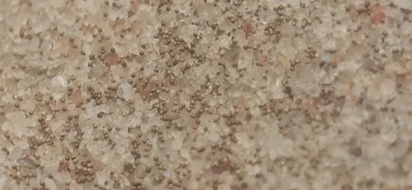 ARTEMIA EGGS from Salt Lakes MIX/BEGINNER LEVEL 97% HATCH RATE - Image 3