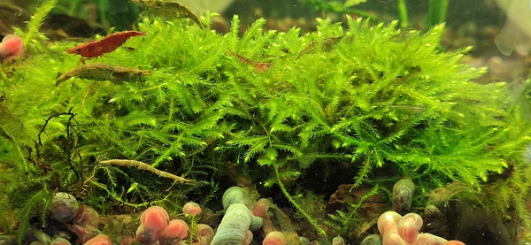 Java Moss Attached to bog wood Carpeting Live Aquarium Plants for SRIMPS - Image 2