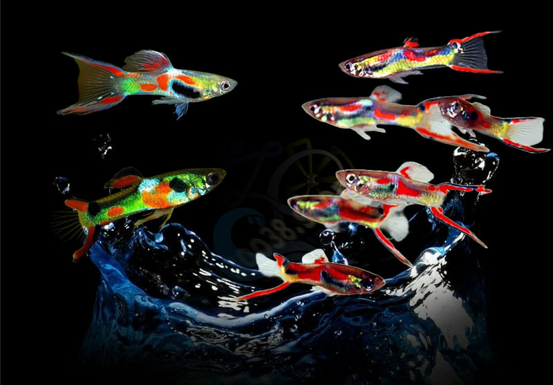 x8 Adult Guppy PEACEFUL COLOURFUL FRESH WATER FISH Plus +3  Guppy fry for free