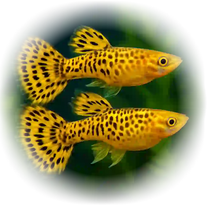 Endler Tiger Guppy  (Yellow) – Striking Energetic Livebearer - Image 6