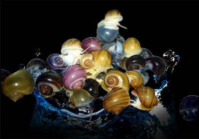 x5 Mystery Snails Pink, Yellow, Brown, Red Marble Random Size