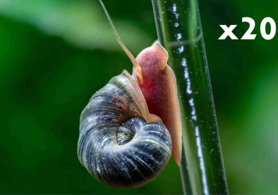 20 Ramshorn Snails Random Mix: Pink & BlueRock,Grey & Red Marble & Snail's food