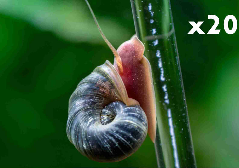 20 Ramshorn Snails Random Mix: Pink & BlueRock,Grey & Red Marble & Snail's food