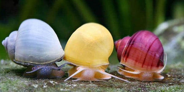 x5 Mystery Snails Pink, Yellow, Brown, Red Marble Random Size - Image 2