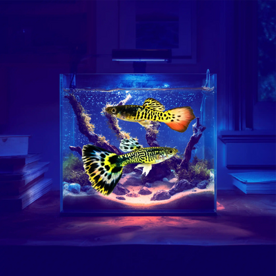 Yellow Red Tiger Guppy and Fry Guppy fish – Peaceful Colourful Livebearer - Image 1