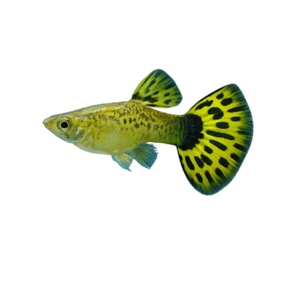 Endler Tiger Guppy  (Yellow) – Striking Energetic Livebearer - Image 8