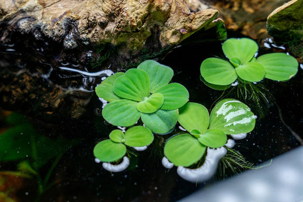 Water Lettuce Live Oxygenating Floating Plants - Image 2