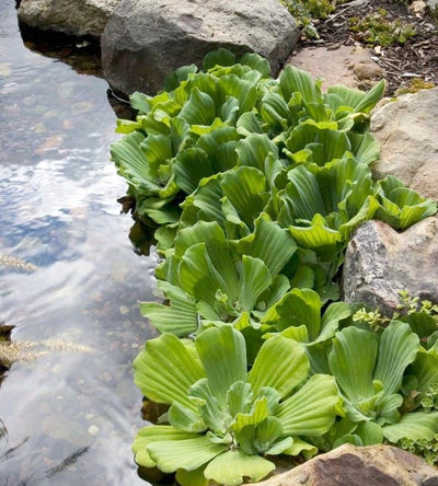 Large Pistia stratiotes 'Jumbo' 15-35cm For Mr Ilja T. with Delivery