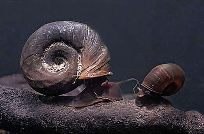 Ramshorn Snails / Mix: Pink & Blue Rock ,Grey & Red Marble & Snail's food