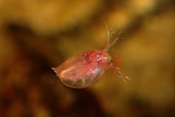 Daphnia, Gammarus, Asellus - Life Food Big Pack - Image 3