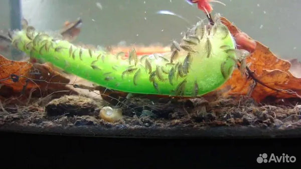 Daphnia, Gammarus, Asellus - Life Food Big Pack - Image 4