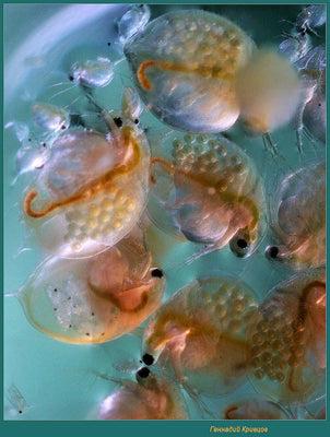 Daphnia, Gammarus, Asellus - Life Food Big Pack - Image 5