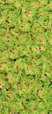 Azolla Floating Fern Tropical Water Aquarium  | Natural Fish Feed & Shade - Image 8