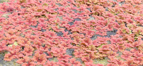 Azolla Floating Fern Tropical Water Aquarium  | Natural Fish Feed & Shade - Image 6
