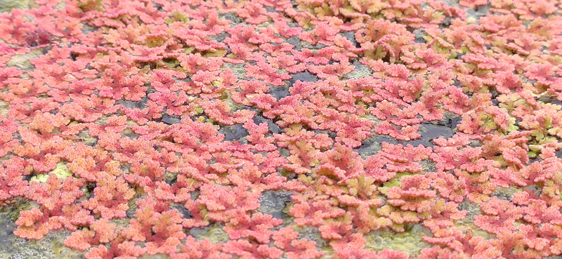 Azolla Cold Resistance Floating Fern Cold Water Pond or Farm  | Natural Fish Feed
