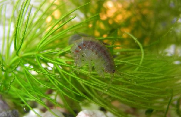 Daphnia, Gammarus, Asellus - Life Food Big Pack