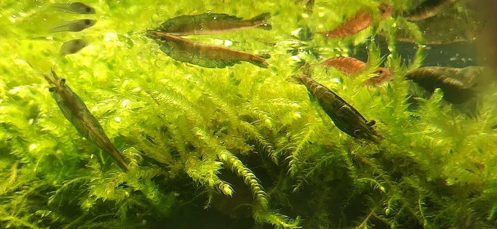 Java Moss attached to bog wood Carpeting Live Aquarium Plants for SRIMPS   UK