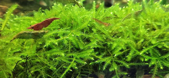 Java Moss Carpeting Live Aquarium Plants  Tropical Fish Tank for Shrimp UK