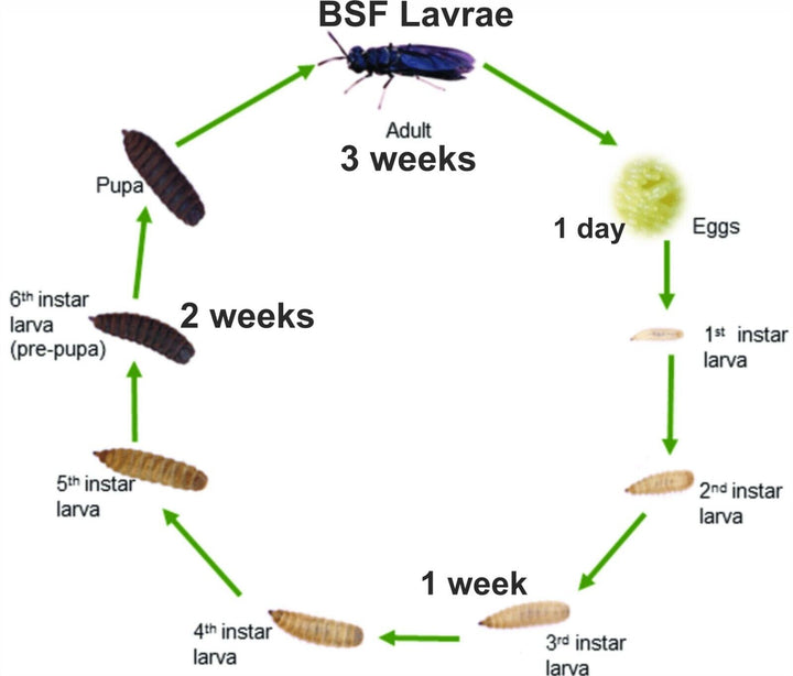 Big Fruit BSFly Large (Flightless) FOR Amphibians Frogs Chameleons Inverts