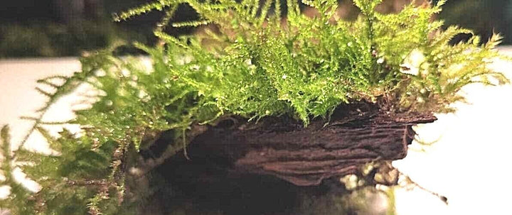 Java Moss attached to bog wood Carpeting Live Aquarium Plants for SRIMPS   UK