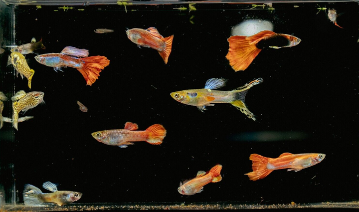 15x Guppy FRY PEACEFUL COLOURFUL FRESH WATER FISH