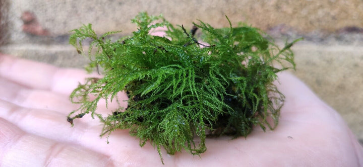 Java Moss High Grade Live Carpet Plants Aquarium Tropical Fish Tank