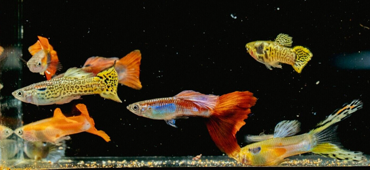 15x Guppy FRY PEACEFUL COLOURFUL FRESH WATER FISH