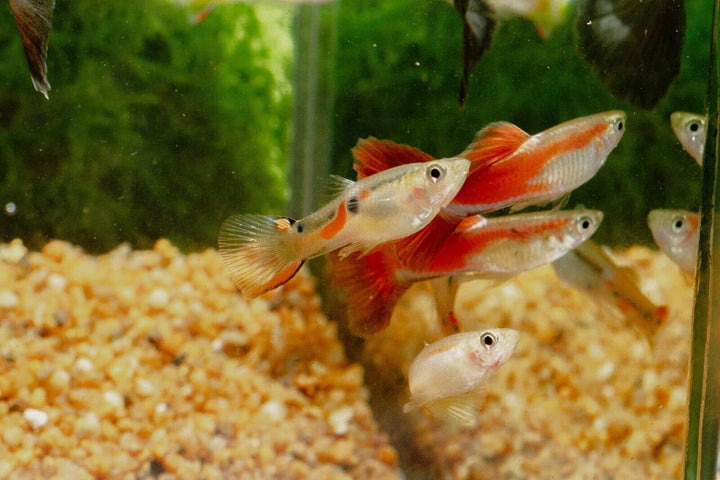 15x Guppy FRY PEACEFUL COLOURFUL FRESH WATER FISH