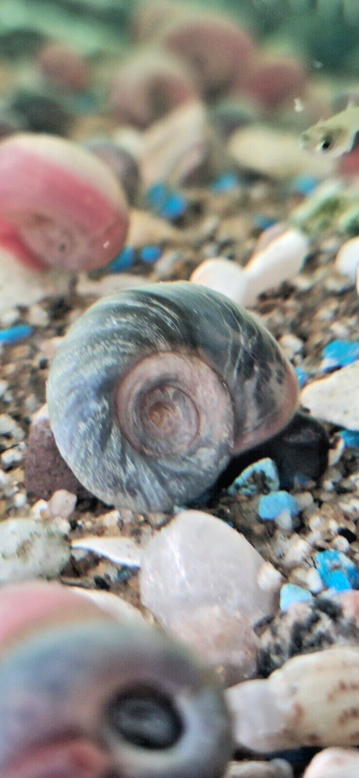 x100 Ramshorn Snails Random Mix: Pink Rock , Grey & Red Marble & Snail's food