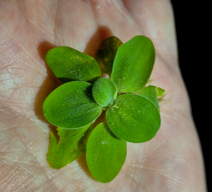 Water Lettuce Riccia Java Moss Oxygenating Pond Water Plants Floating Pond Plant