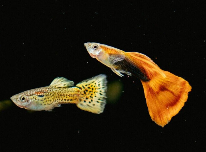 x15 Guppy random FRY  PEACEFUL COLOURFUL FRESH WATER FISH