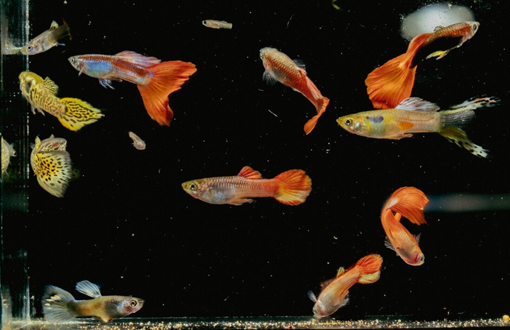 x15 Guppy random FRY  PEACEFUL COLOURFUL FRESH WATER FISH