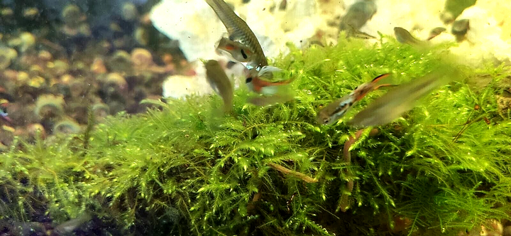 Java Moss attached to bog wood Carpeting Live Aquarium Plants for SRIMPS   UK