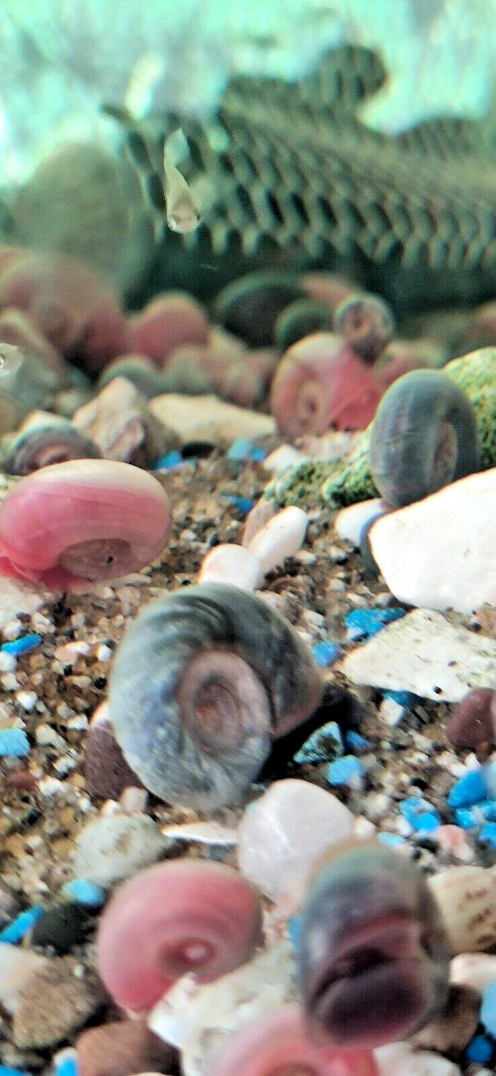 x100 Ramshorn Snails Random Mix: Pink Rock , Grey & Red Marble & Snail's food