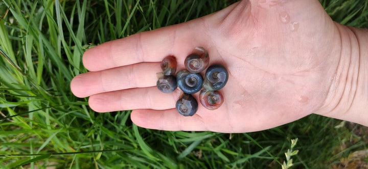 Ramshorn Snails Random Mix: Pink & BlueRock,Grey & Red Marble & Snail's food