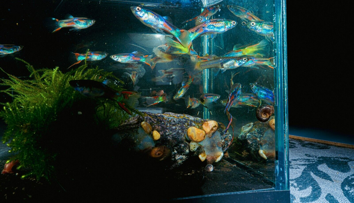 x12 Adult Guppy PEACEFUL COLOURFUL FRESH WATER FISH Plus +3  Guppy fry for free