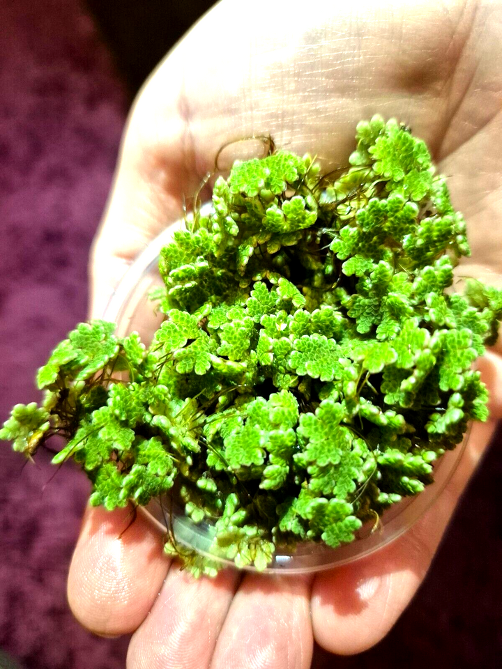 Water Lettuce Riccia Java Moss Oxygenating Pond Water Plants Floating Pond Plant