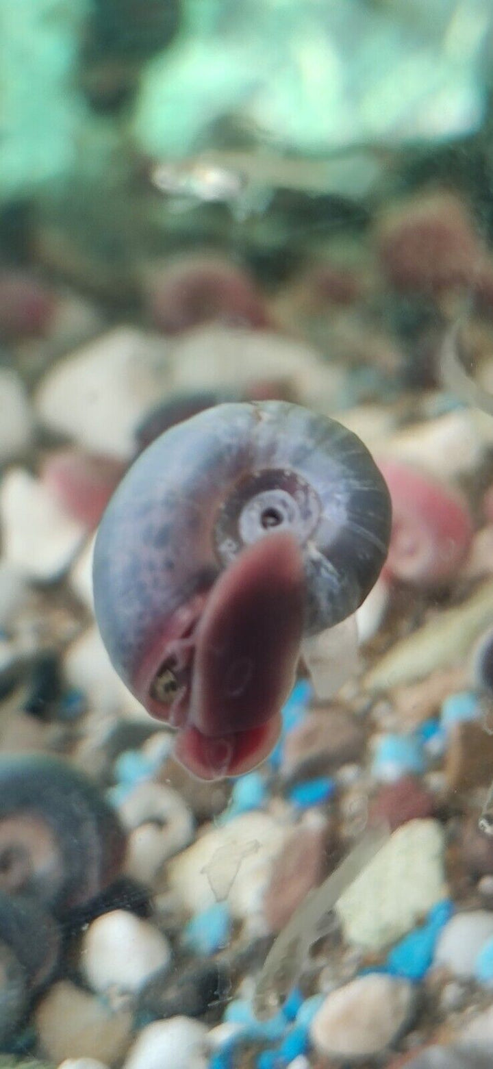 Ramshorn Snails / Mix: Pink & Blue Rock ,Grey & Red Marble & Snail's food 