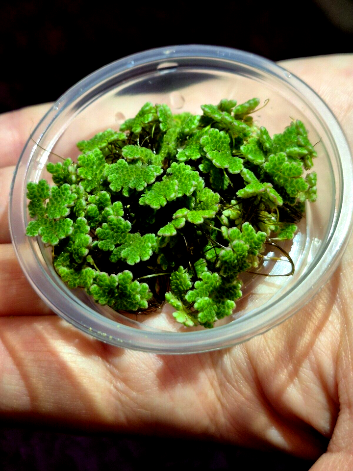 Water Lettuce Riccia Java Moss Oxygenating Pond Water Plants Floating Pond Plant