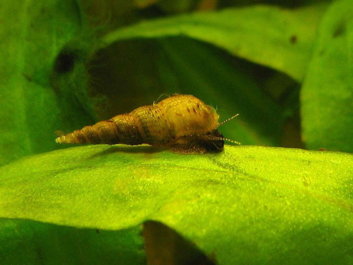 25/50/100 Malaysian Trumpet Snails - UK BRED - Freshwater Aquarium Fish & Snails