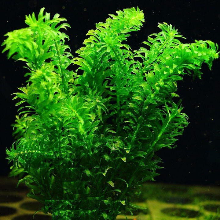 12 x Elodea Densa Oxygenating Pond Water Aquarium Live Plants Egeria