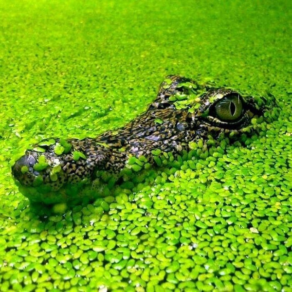 2500 Duckweed Pond Live Aquarium Floating Plants Tropical Shrimp Fish