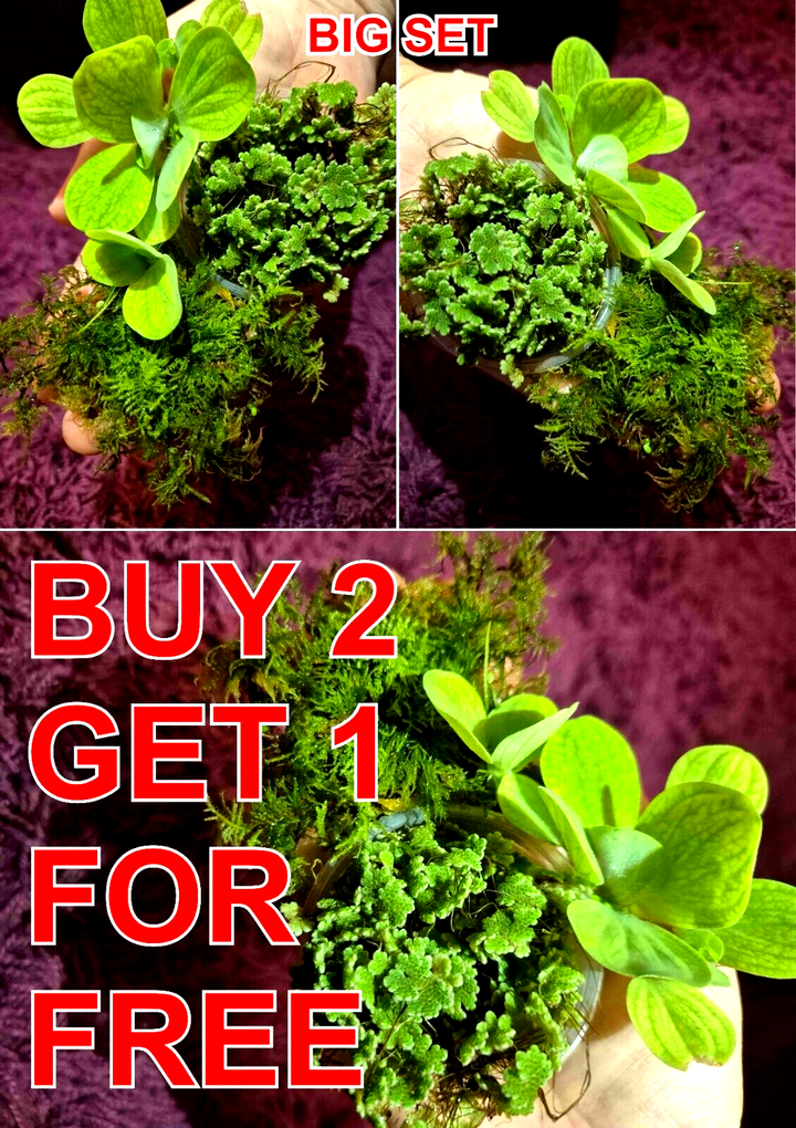 Water Lettuce Riccia Java Moss Oxygenating Pond Water Plants Floating Pond Plant