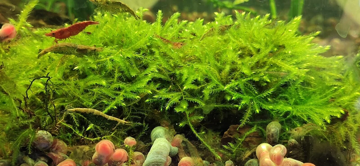 Java Moss Carpeting Live Aquarium Plants  Tropical Fish Tank for Shrimp UK