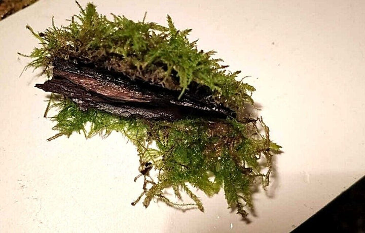 Java Moss attached to bog wood Carpeting Live Aquarium Plants for SRIMPS   UK