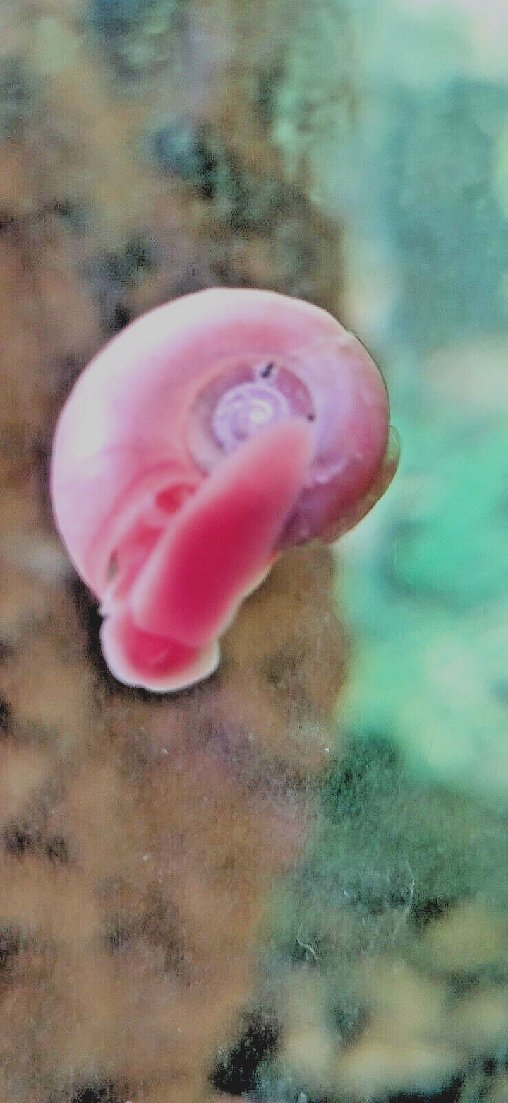 Ramshorn Snails Random Mix: Pink & BlueRock,Grey & Red Marble & Snail's food